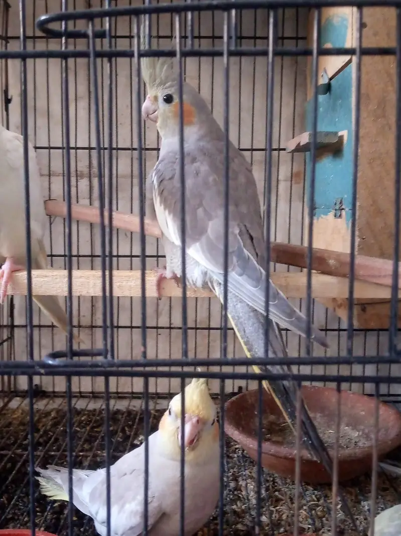 Exhibition Budgie breeder pair and cocktails self chicks. — photo 6