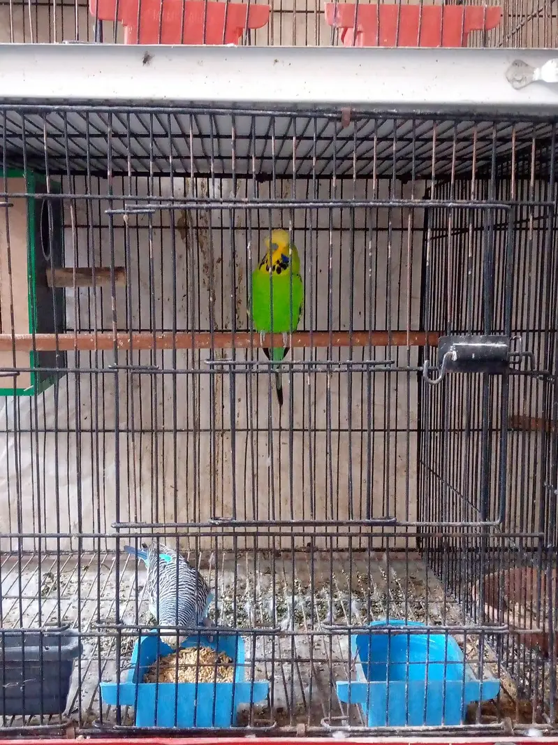 Exhibition Budgie breeder pair and cocktails self chicks. — photo 7