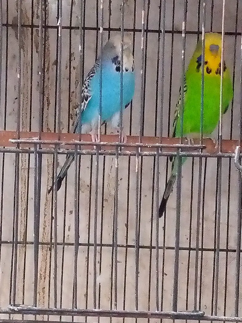 Exhibition Budgie breeder pair and cocktails self chicks. — photo 8