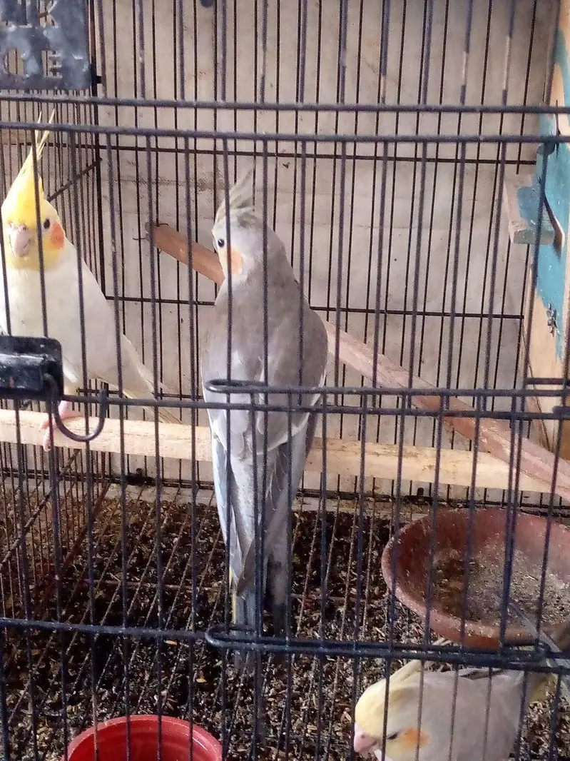 Exhibition Budgie breeder pair and cocktails self chicks. — photo 9