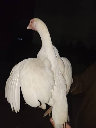 Heera murgi for sale