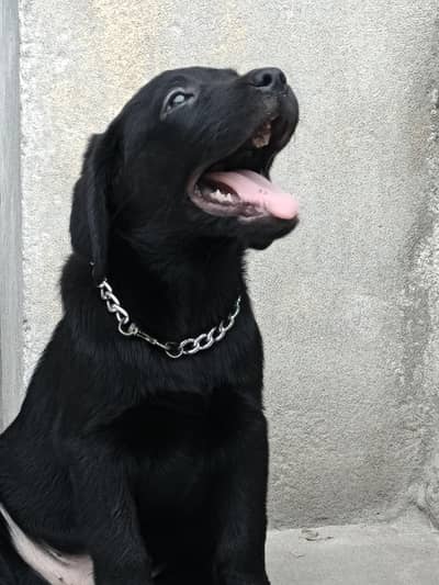 champion bloodline puppy pick of the litter puppy