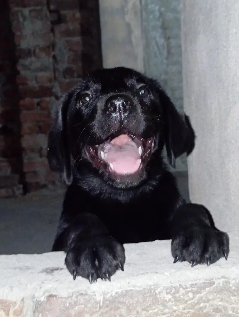 champion bloodline puppy pick of the litter puppy — photo 2