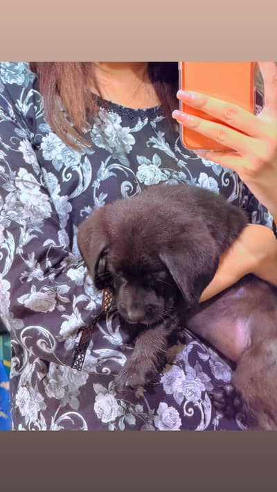 Black Labrador