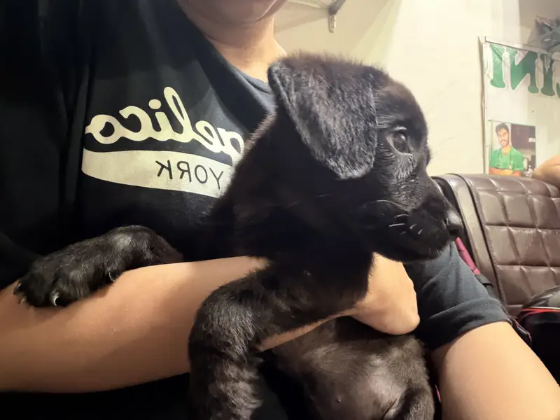 Black Labrador — photo 2