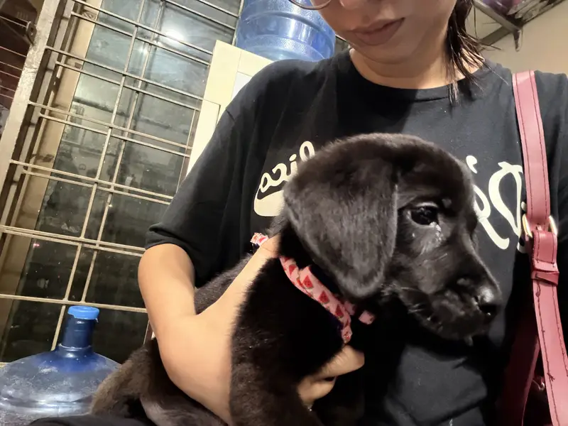 Black Labrador — photo 4