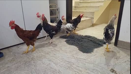 Misri Cockerel
