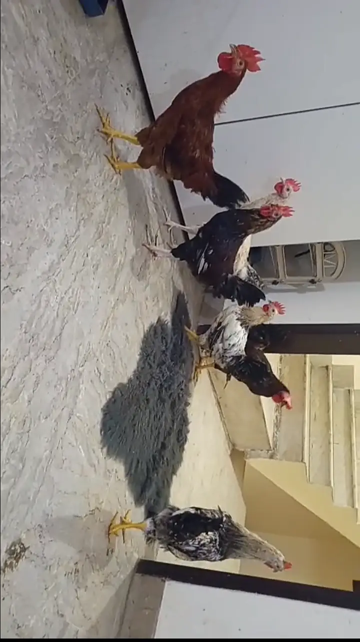 Misri Cockerel — photo 2