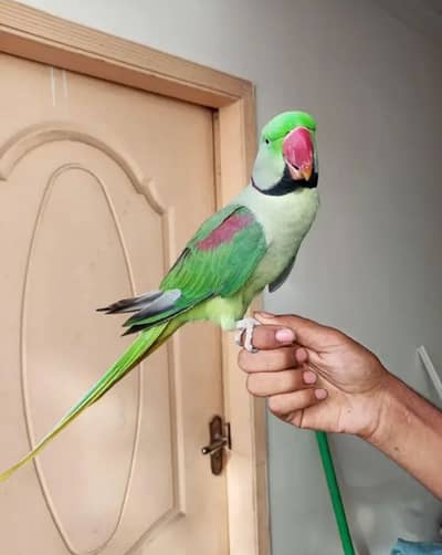 kashmiri raw parrot 2 sal age age for sale