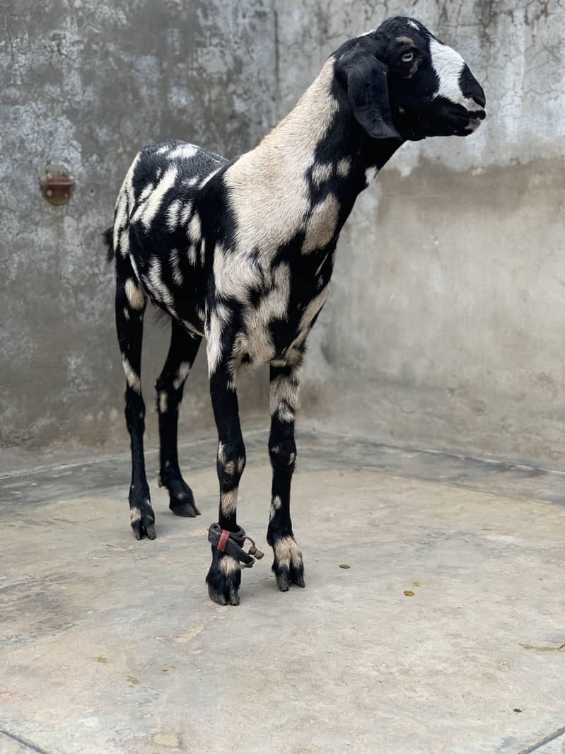 Tedda/teddi/Tapra bakra 1