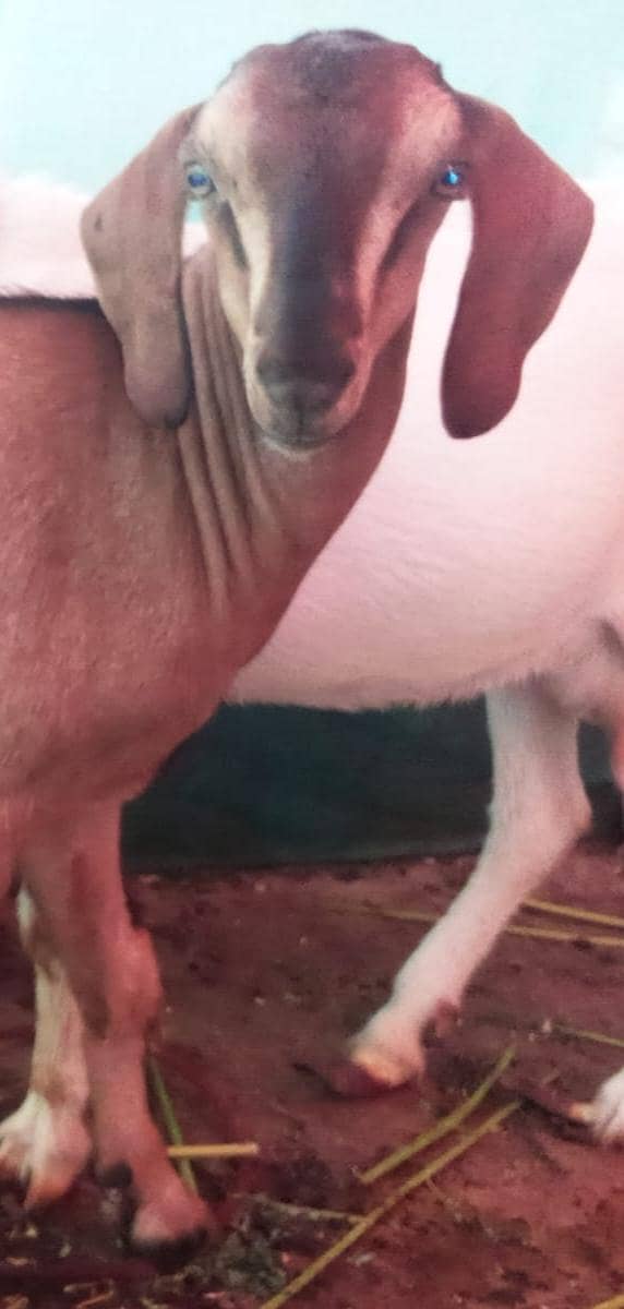 bakra 0