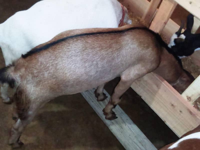 bakra 1