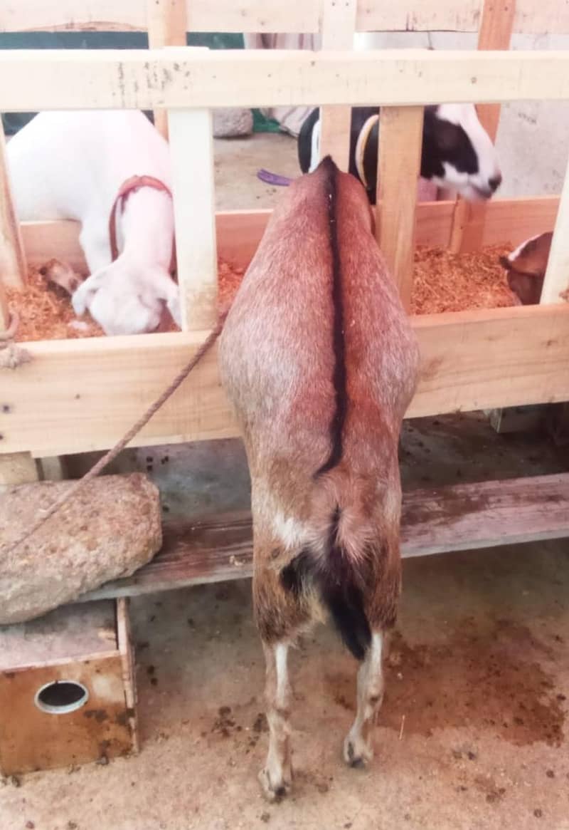 bakra 2