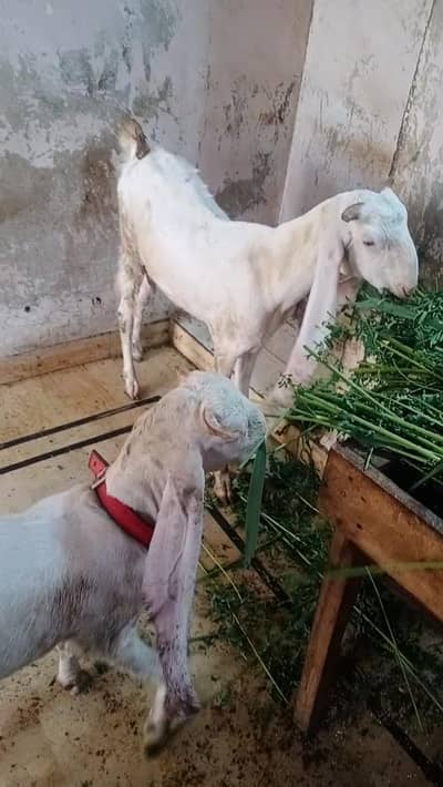 gulabi bakra or gulabi bakri