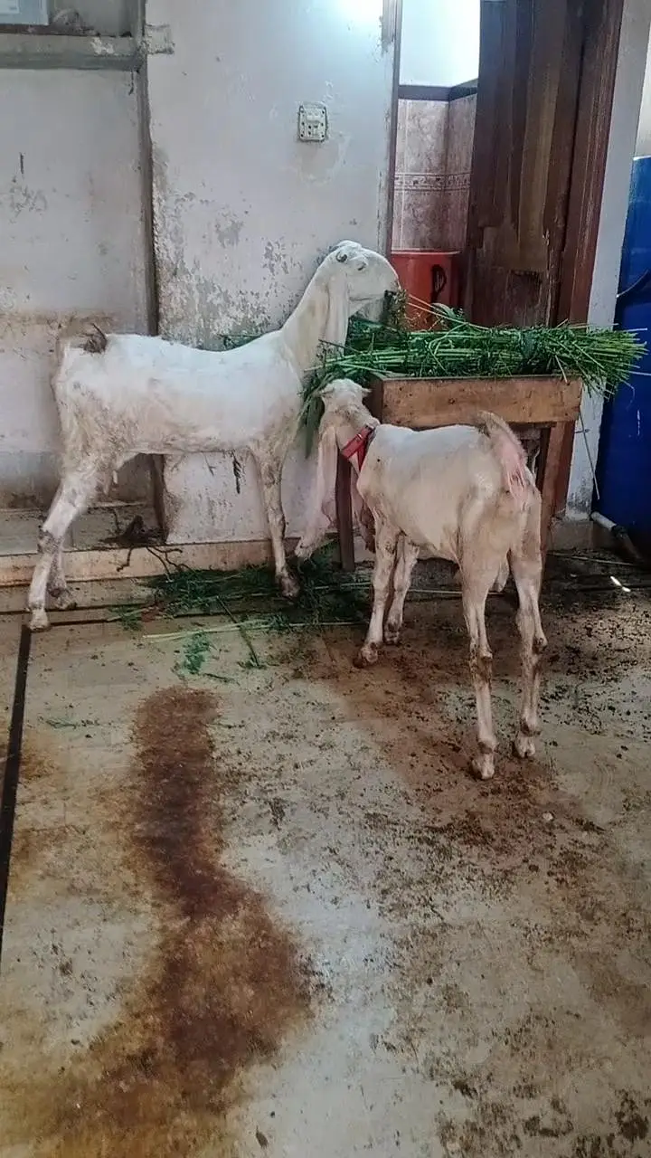 gulabi bakra or gulabi bakri — photo 2