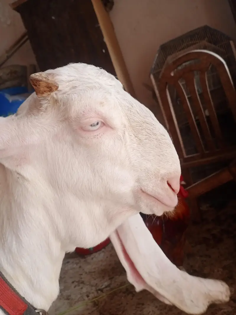 gulabi bakra or gulabi bakri — photo 3