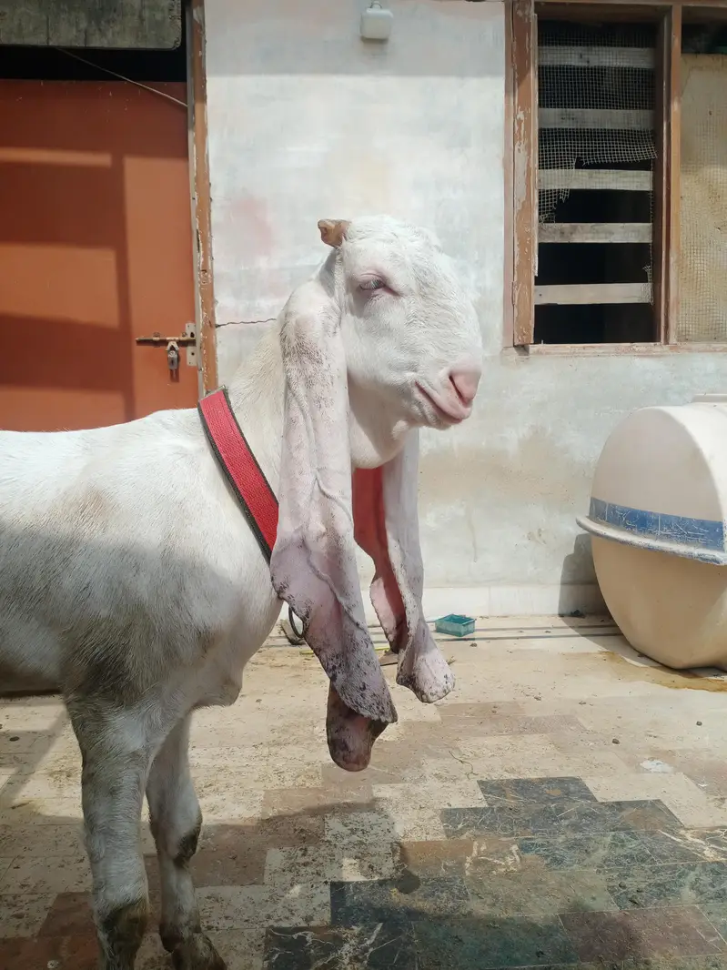 gulabi bakra or gulabi bakri — photo 4