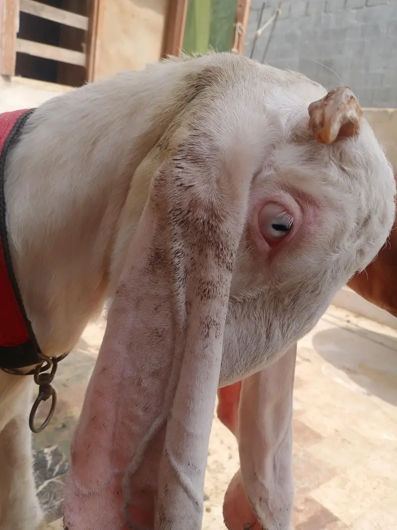 gulabi bakra or gulabi bakri — photo 5