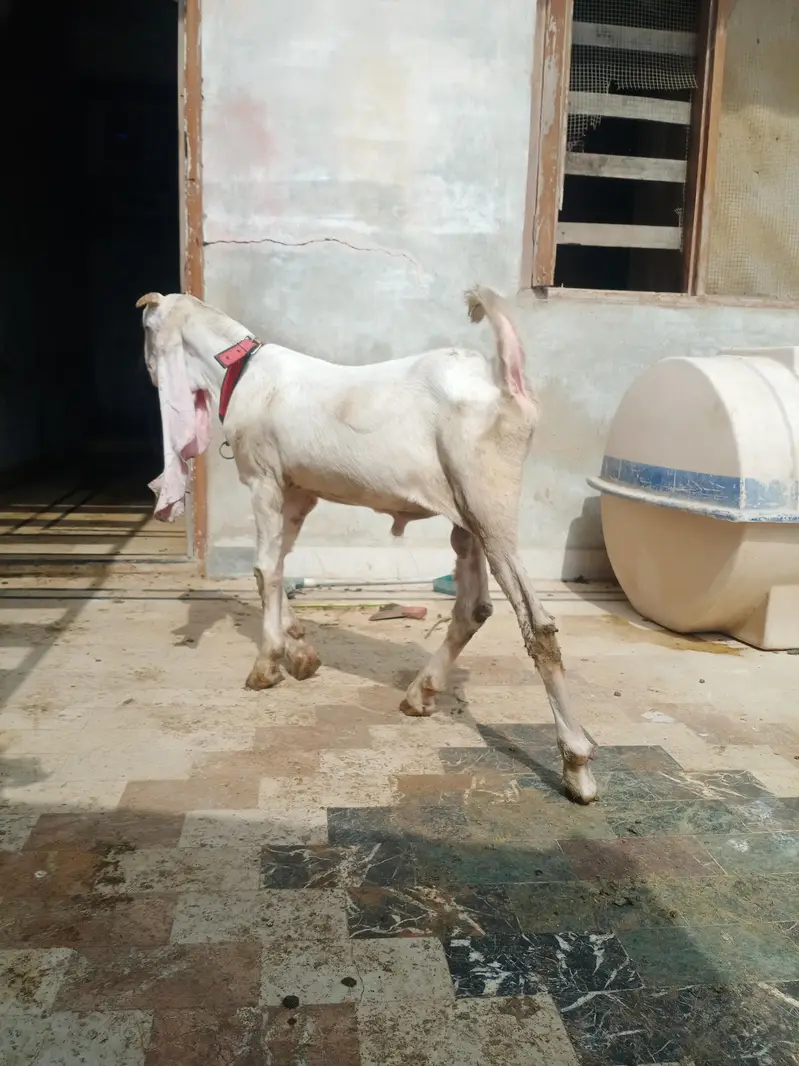 gulabi bakra or gulabi bakri — photo 6