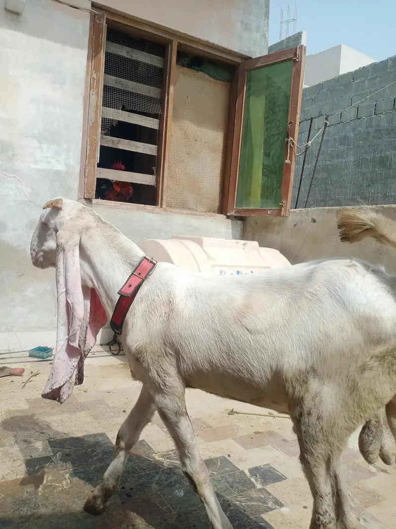 gulabi bakra or gulabi bakri — photo 7