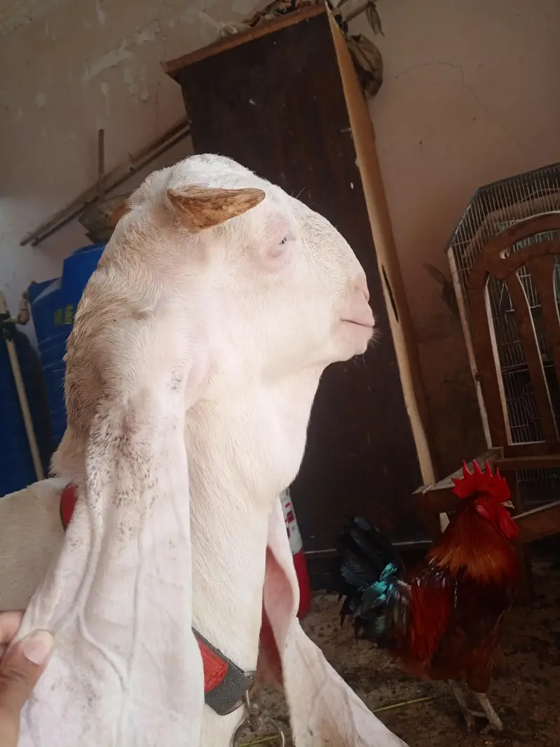 gulabi bakra or gulabi bakri — photo 8
