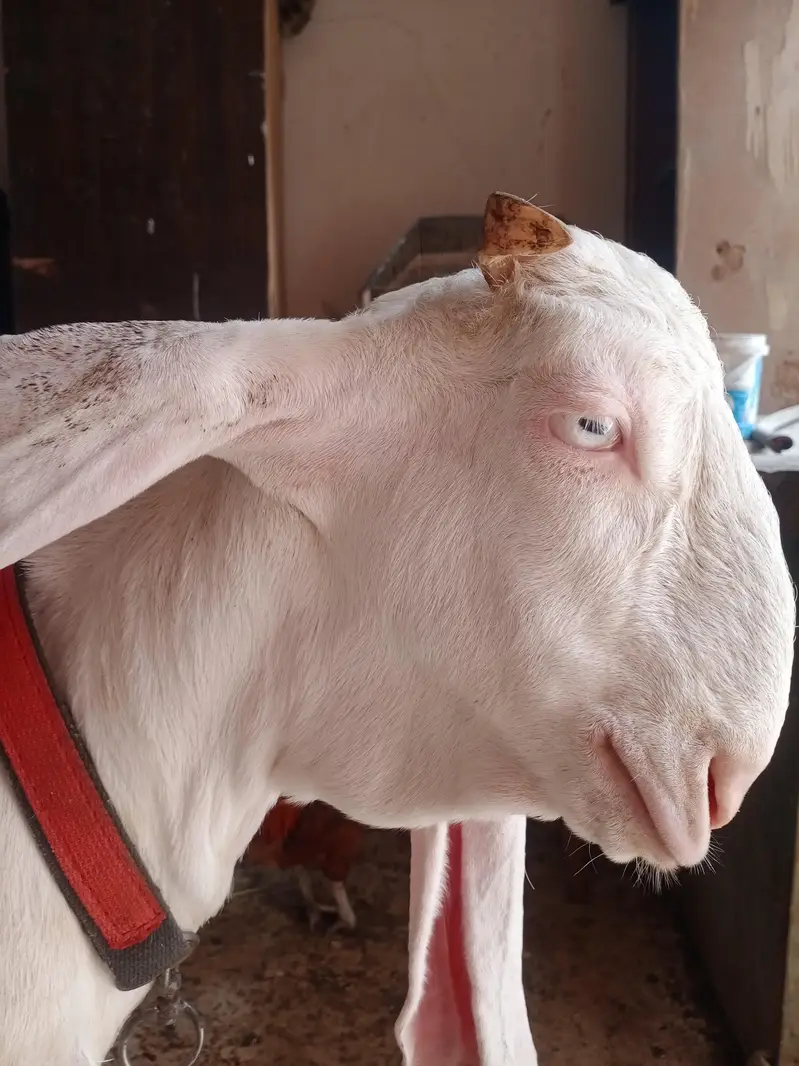 gulabi bakra or gulabi bakri — photo 9