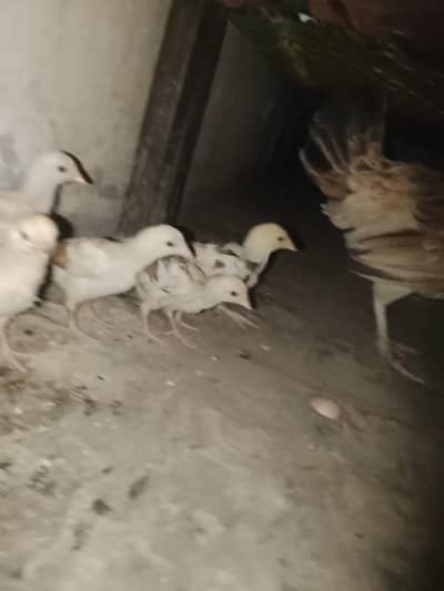 Aseel chiks available
