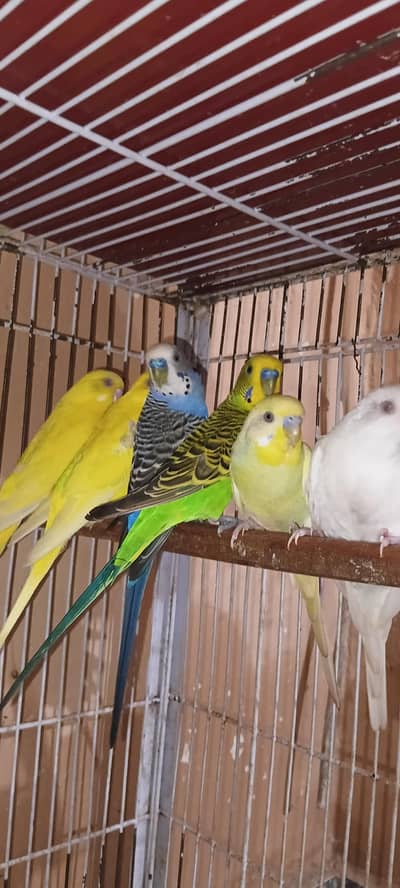 Australian breeder pairs Redeye/blackeye