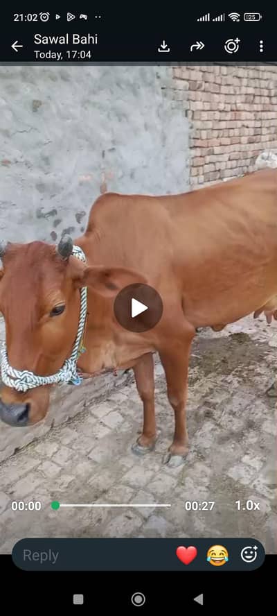 2 cow fat seal ak k sat watchi hy ak k sat bacha ni hy