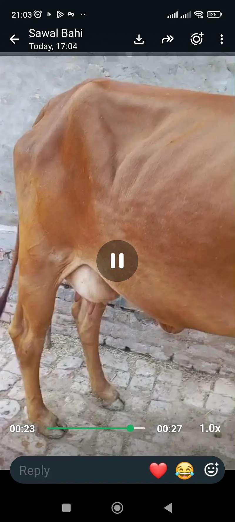 2 cow fat seal ak k sat watchi hy ak k sat bacha ni hy — photo 2