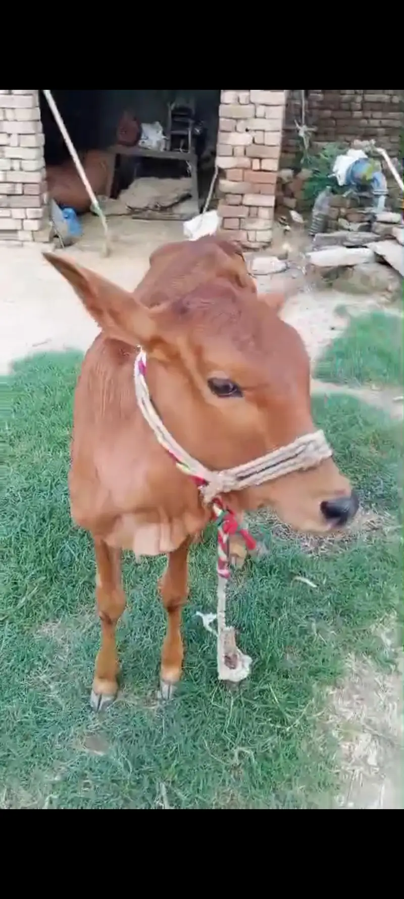2 cow fat seal ak k sat watchi hy ak k sat bacha ni hy — photo 3