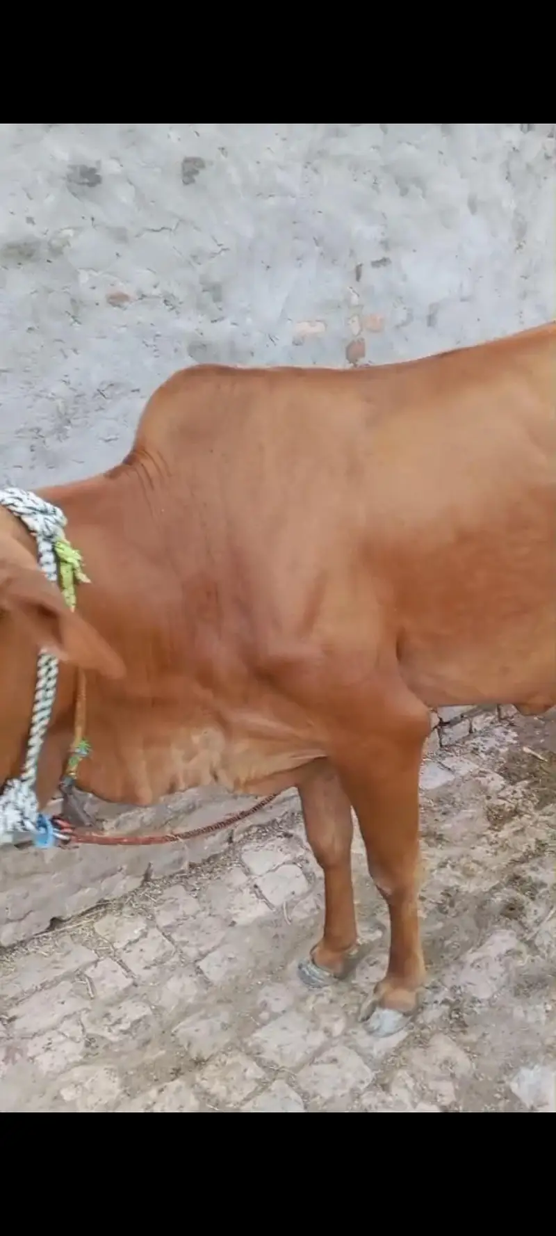 2 cow fat seal ak k sat watchi hy ak k sat bacha ni hy — photo 4