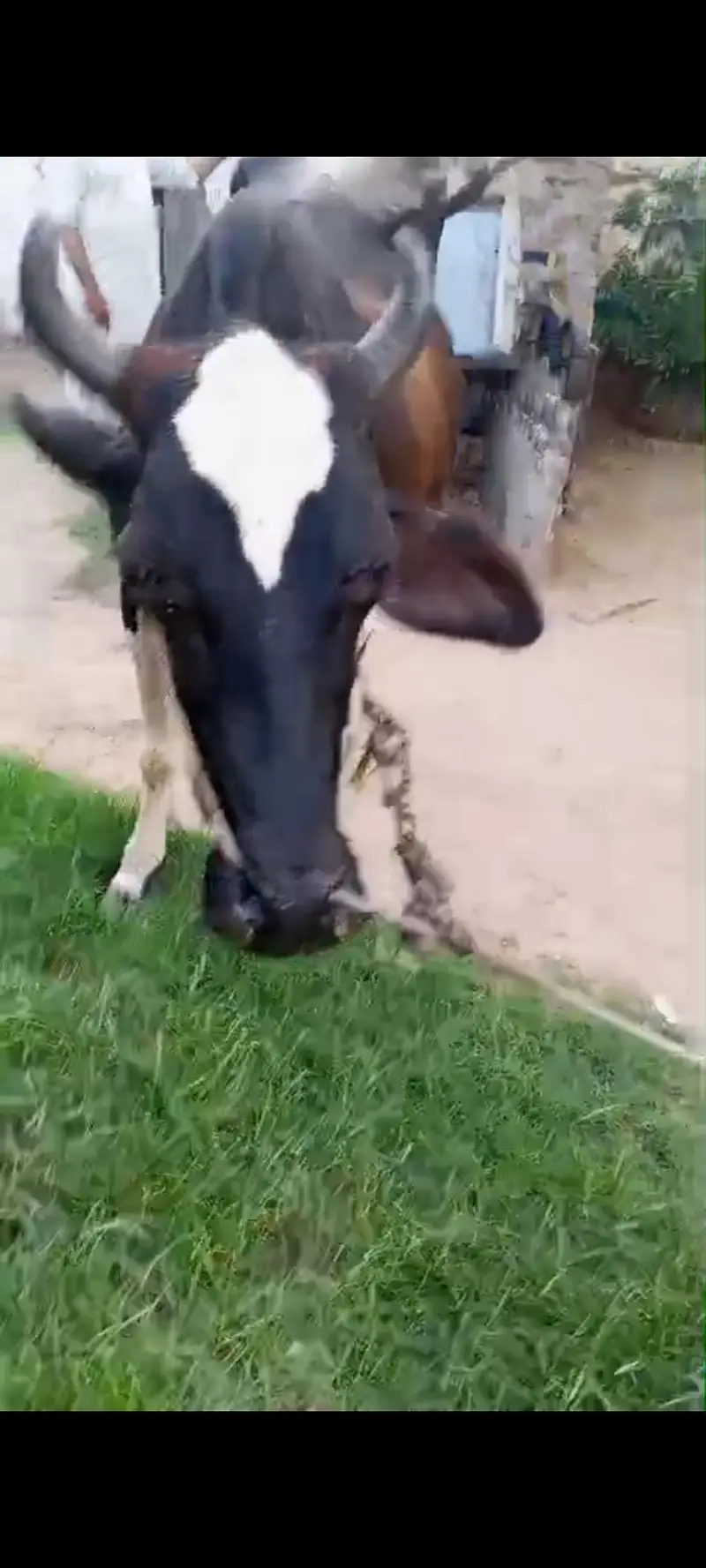 2 cow fat seal ak k sat watchi hy ak k sat bacha ni hy — photo 5