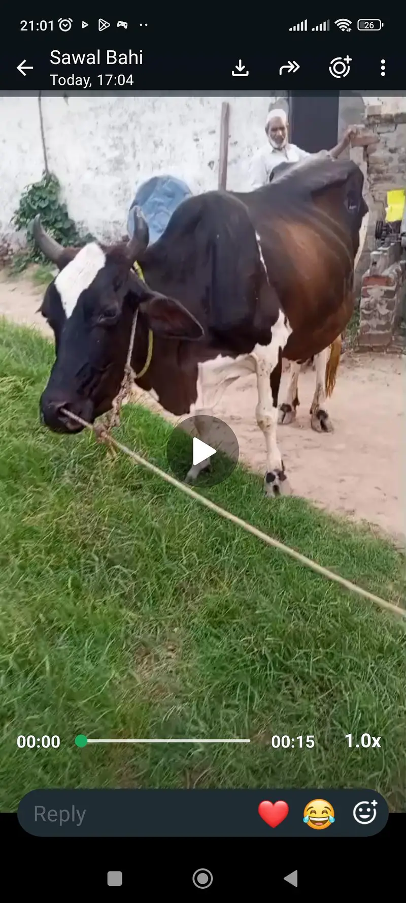 2 cow fat seal ak k sat watchi hy ak k sat bacha ni hy — photo 6