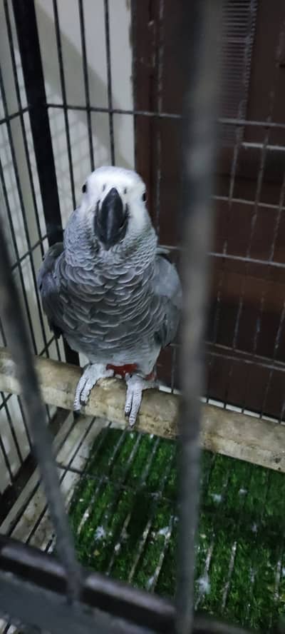 Talking parrot