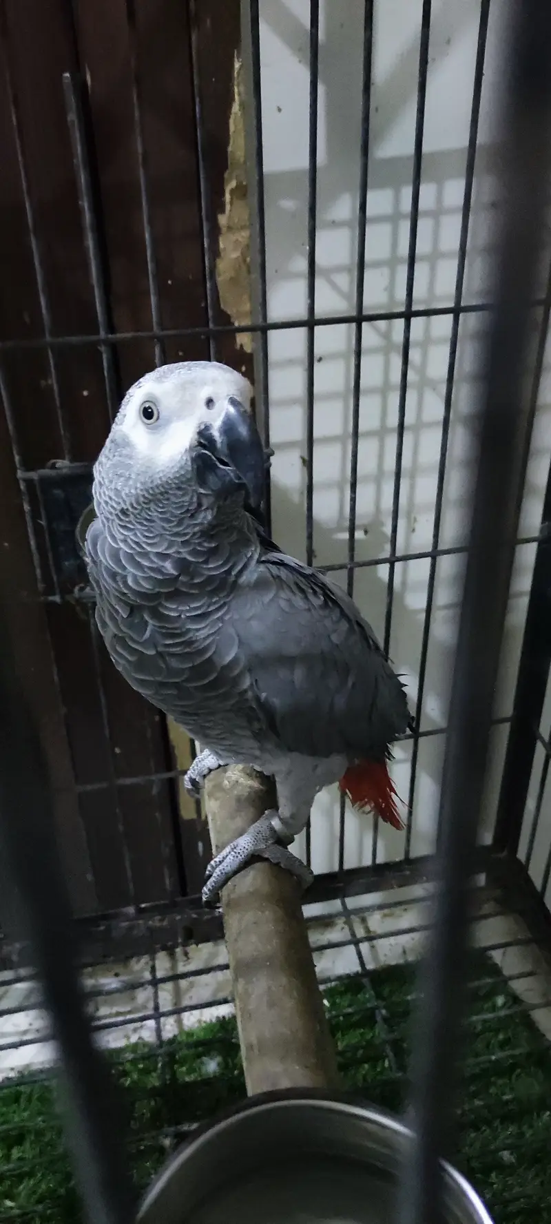 Talking parrot — photo 2