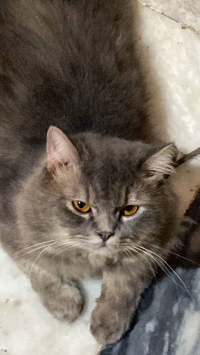 Male Adult Cat For Sale