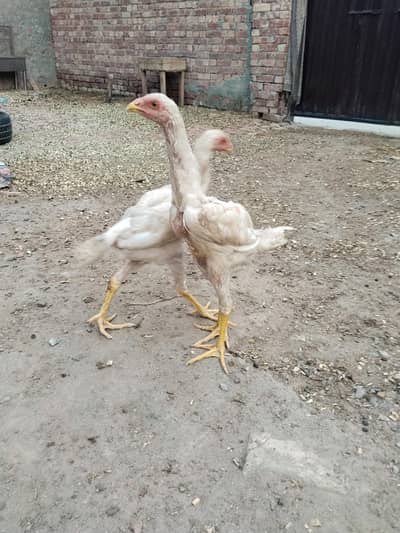 Aseel shampoo pair & Aseel Home Breed