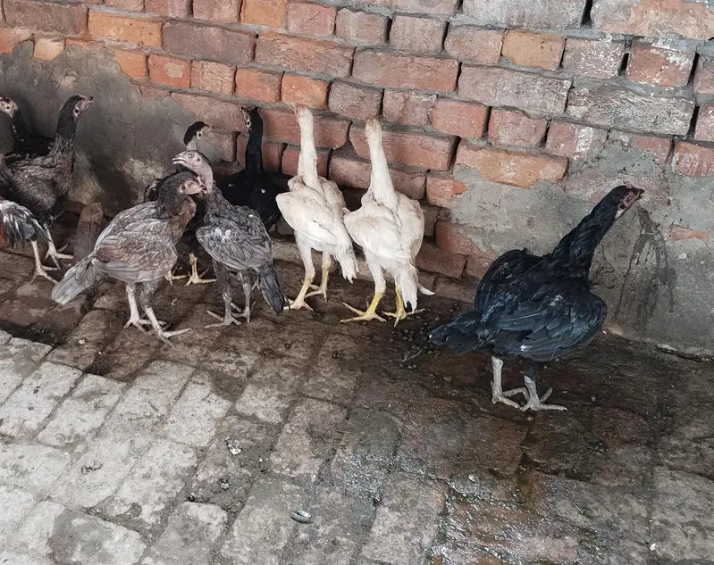 Aseel shampoo pair & Aseel Home Breed — photo 2