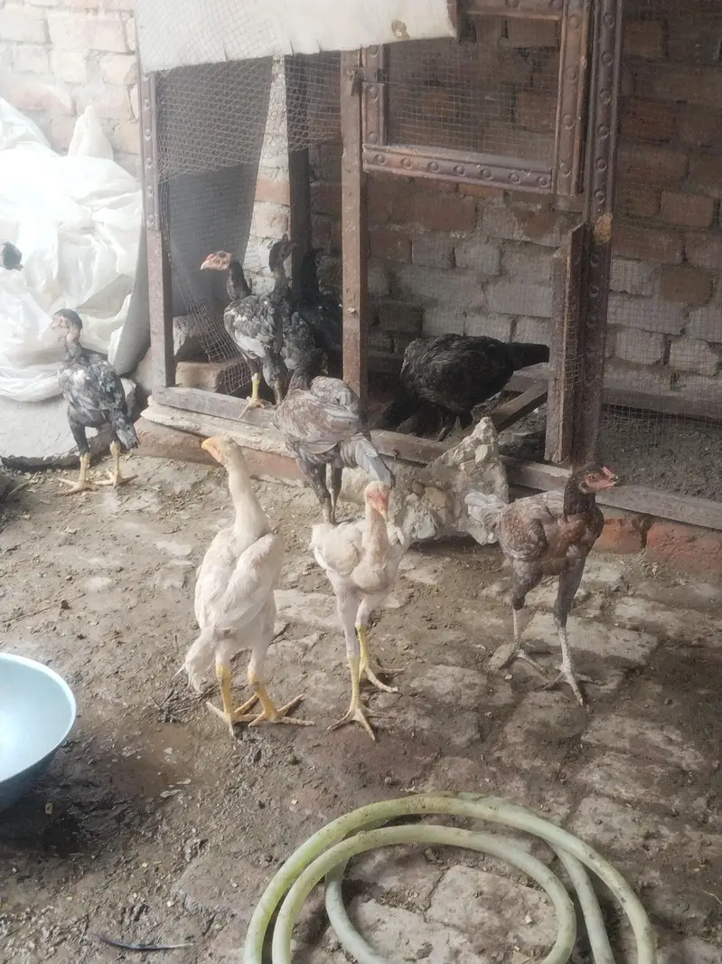 Aseel shampoo pair & Aseel Home Breed — photo 4