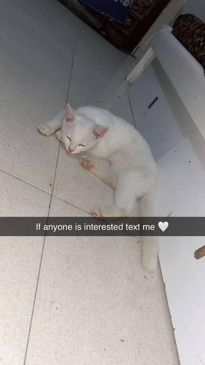 kitten