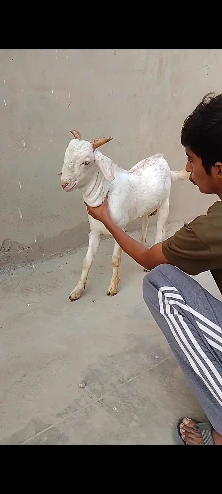 Beautiful Quality Gulabi Tapra male — photo 2