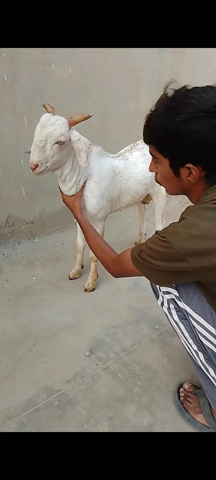 Beautiful Quality Gulabi Tapra male — photo 3