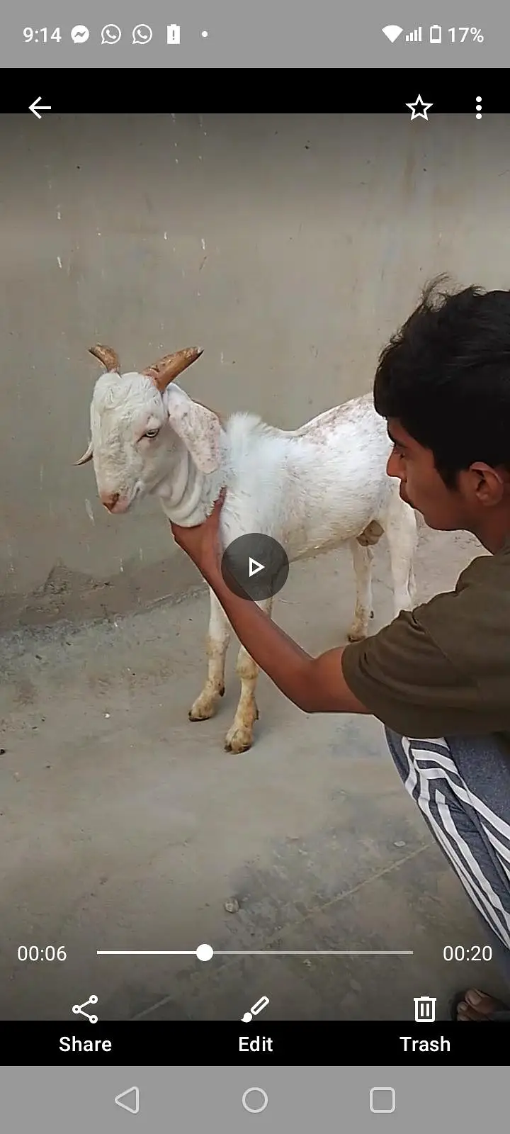 Beautiful Quality Gulabi Tapra male — photo 4