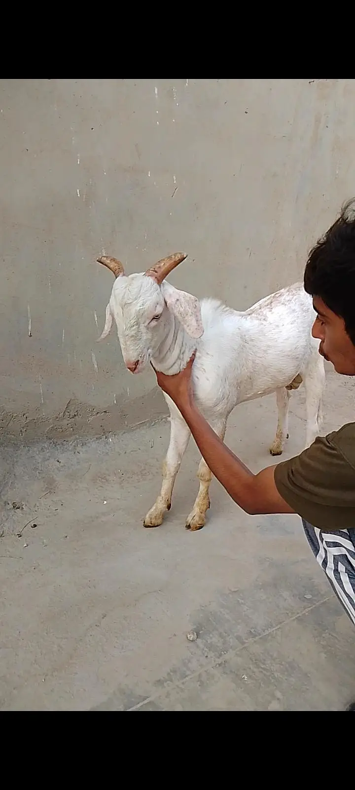 Beautiful Quality Gulabi Tapra male — photo 5