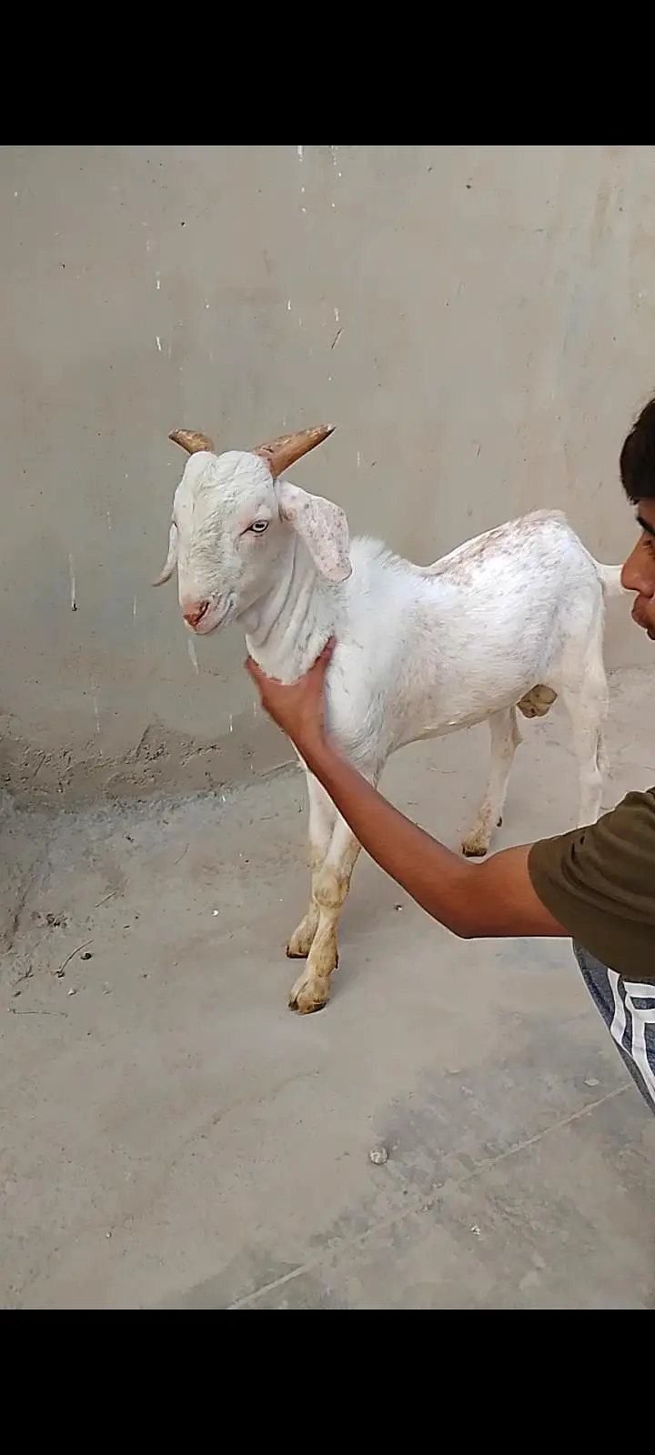 Beautiful Quality Gulabi Tapra male — photo 6