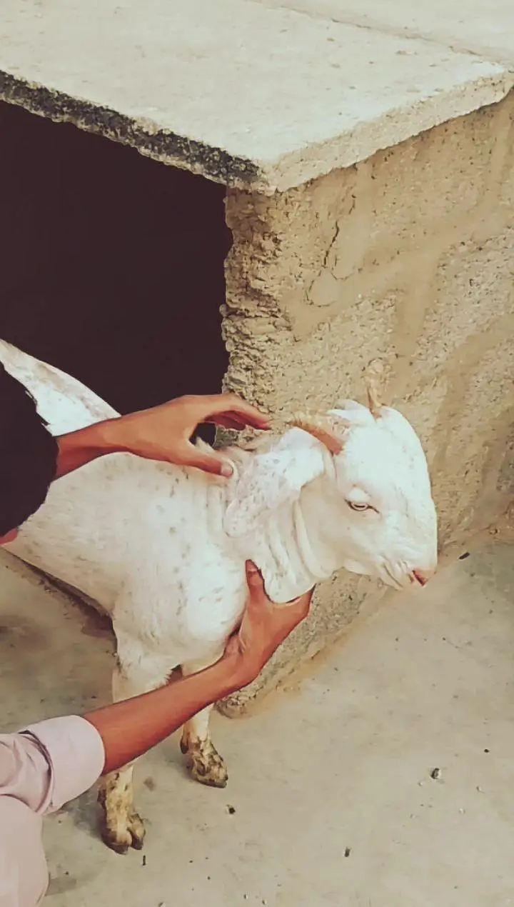 Beautiful Quality Gulabi Tapra male — photo 7