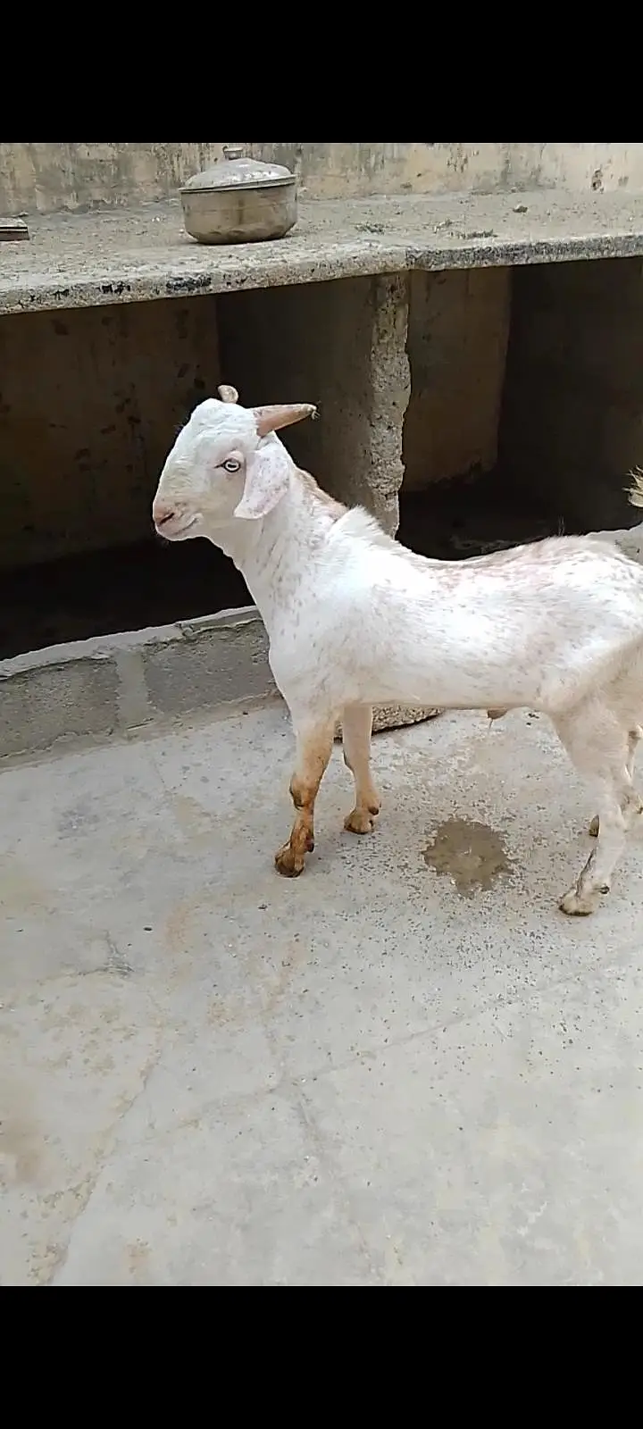 Beautiful Quality Gulabi Tapra male — photo 8