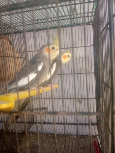 All setup sale , Budgies, Ringneck, pigeon, Rabbots