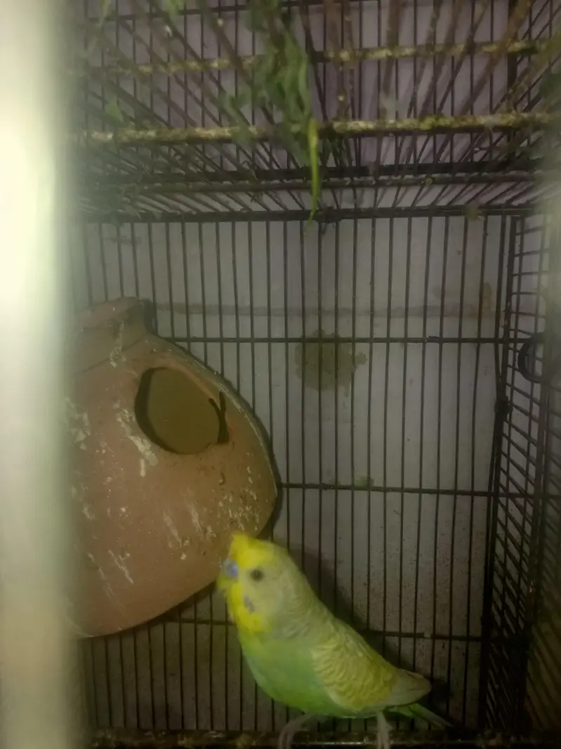 All setup sale , Budgies, Ringneck, pigeon, Rabbots — photo 2
